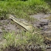 crocodile_american_tar_h_1344_cos2343.jpg